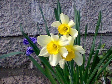 20100411886