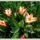 Botanikai_tulipan_667551_41630_t