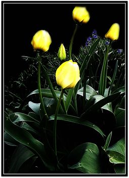 Esti  lámpások   /sárga tulipánok/