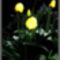 Esti  lámpások   /sárga tulipánok/