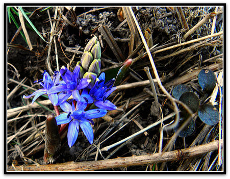 Kékvirágzás,  vadvirágok