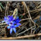 Kékvirágzás,  vadvirágok