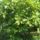 Kep_412_667796_71854_t