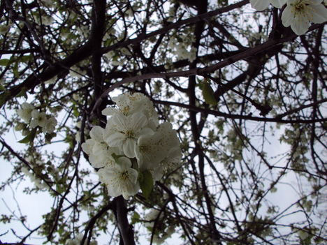 meggyfa virág 2010