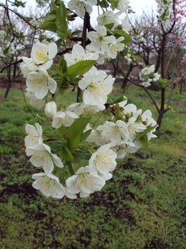 meggyfa virág 2010