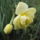 Narcisz_2010-015_667086_77530_t