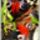 Pavaszemes__az__erdon_667489_34498_t