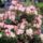 Rhododen_10_667882_36749_t