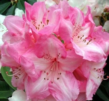 Rhododen 1