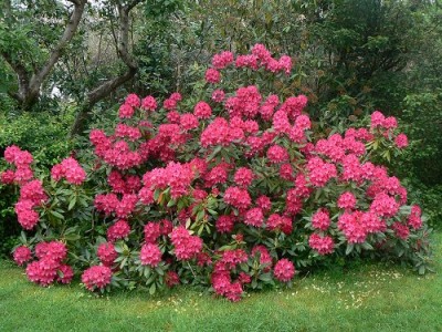 Rhododen 4