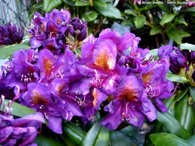 Rhododen 5