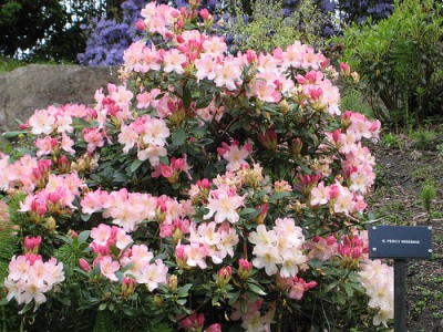 Rhododen 6