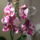 Ujabb_kepek_2-001_667625_82608_t