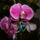 Ujabb_kepek_3-001_667626_16204_t