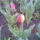 K_p0042_668162_40539_t