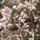 Magnolia_3_668140_89189_t