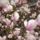 Magnolia_6_668143_33551_t