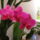 Orchidea_001_668588_40906_t