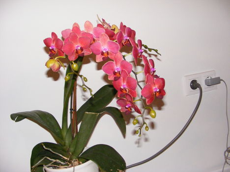 orchidea 008