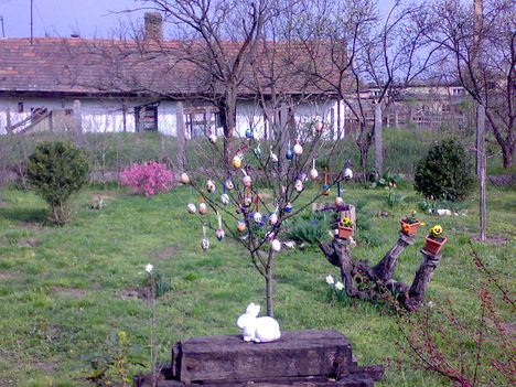 tojásfa