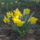 Egy_csokor_narcisz_669029_56944_t