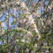 Mandulafa virága