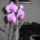 Orchidea-001_669833_21624_t