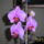 Orchidea_669834_50536_t