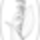 Blumengemischt_hfb0028_606285_49718_t