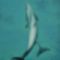 Delfinek, 20x30cm,olaj,farost