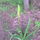 Dsc00046_66189_021476_t