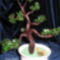 Fenyő bonsai