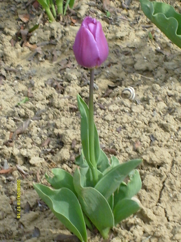Fotó egy lila tulipánról