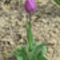Fotó egy lila tulipánról
