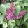 Imag0002a_66182_974090_t