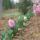 Jacint-001_660828_85596_t