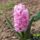 Jacint_660829_76225_t