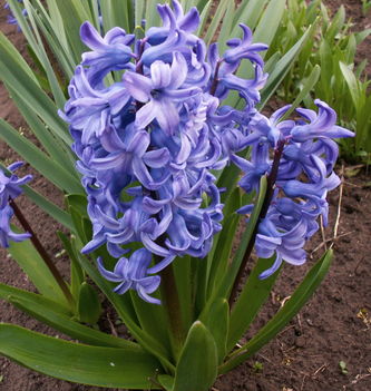 Jácint-Hyacinthus orientalis 'Blue Jacket'