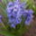 Jacinthyacinthus_orientalis_blue_jacket_660815_66753_t