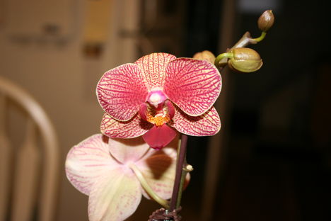 LEPKE ORCHID 4