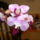 Lepke_orchid_5_606995_32180_t