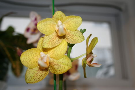LEPKE ORCHID 6