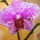 Lepke_orchid_7_606997_81895_t