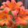 Liliom_606796_63106_t