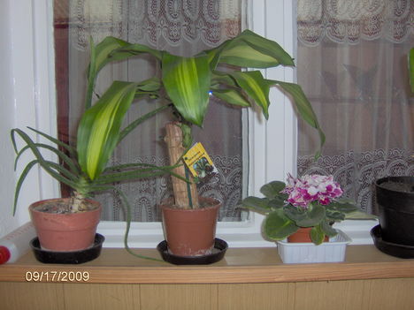 Növények