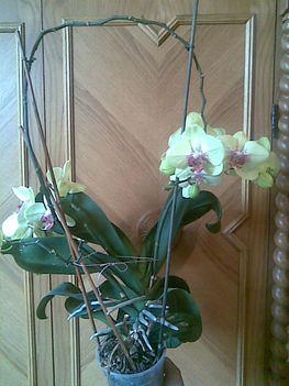 orchidea01