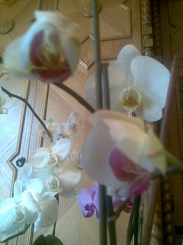 orchidea03
