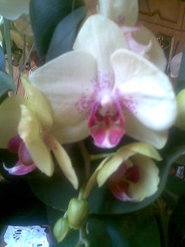 orchidea05