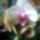 Orchidea05_660015_10187_t