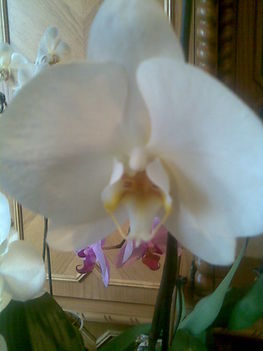 orchidea06